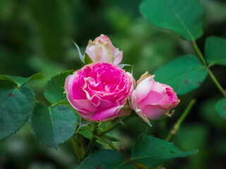pink rose in garden