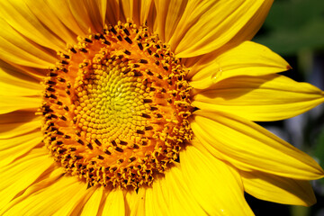 Nahaufnahme von einer Sonnenblume