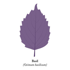 Basil leaf on a white background. Ocimum basilicum.