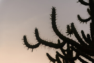 cactus in the wind, Nature, individual trees, cactus, sky, dawn 