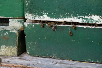 FU 2022-08-03 Heidschnucke 352 Auf dem grünen Kasten krabbeln Bienen