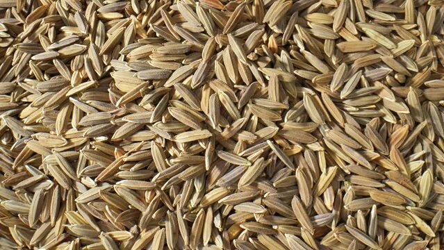 Thai Riceberry rice paddy seeds produce a unique and aromatic whole grain rice. Purple-black in color, it's a crossbreed of Hom Nin rice and Jasmine rice. Rich in antioxidants, packed with nutrients.
