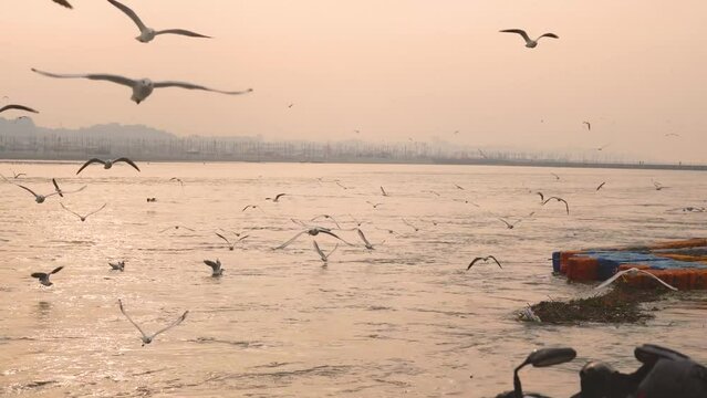 Slender billed gulls or Chroicocephalus genei flying at Ganga or Ganges river ghat in Prayagraj or Allahabad in Uttar Pradesh India