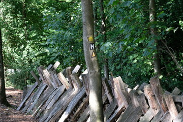 FU 2022-08-03 Heidschnucke 600 Neben dem Baum ist ein markanter Zaun aus Holzscheiten