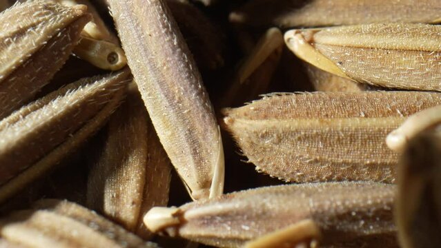 Thai riceberry rice paddy seeds up close in this mesmerizing macro video. Witness the intricate textures and vibrant hues of these precious grains as they promise a bounty of flavor and nutrition.
