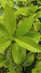lime leaves hit by drops of water