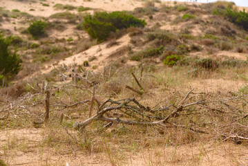 Guincho beach, Portugal, summer, dunes