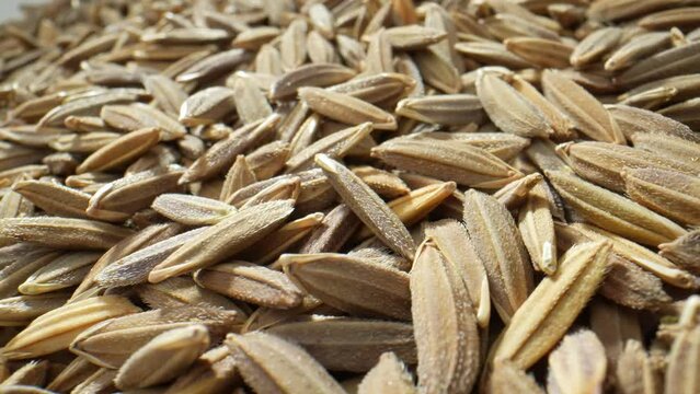 Thai Riceberry rice paddy seeds yield a strikingly dark, nutrient-rich whole grain rice. A crossbreed of Thai Jasmine and Hom Nin rice, A unique blend of flavor, antioxidants, and essential nutrients.