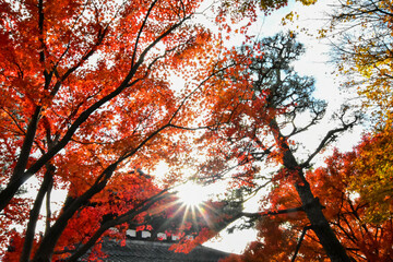 Red or Yellpw maple leaves in the spring seasons in Kyoto, Japan. Good place to travel for the tourists around the world.