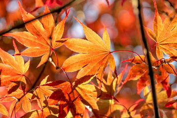 closeup on beautiful red leaf of a japanese maple tree in sunny light - autumnal colors