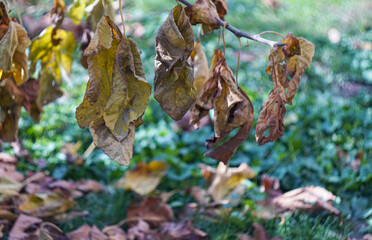 Hanging yellow leaves
