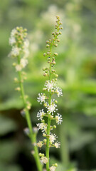 close up of a flower of a plant