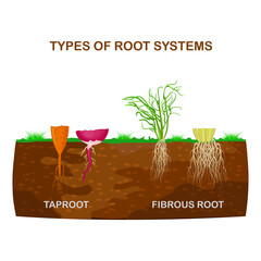Types of root systems of plants,monocots and dicots in soil in cut.Taproot and fibrous root example comparison.Plant part with main large central root and thin branching system.Education poster.Vector - obrazy, fototapety, plakaty