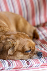 A small  dog lies wrapped in a brightly colored blanket on a couch. Looking at the camera.Adorable doggy with folded ears ly.