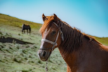 portrait of a beautiful horse
