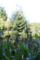 Obraz premium Champs de maïs en plein coeur de la forêt