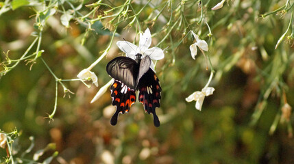 butterfly on the flower