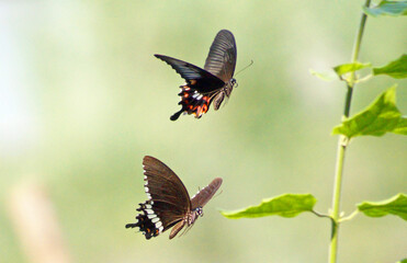 butterfly on a flower