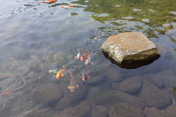 Collection of goldfish in the pond area