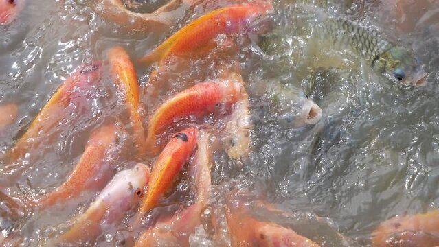 Close-up A shoal of pomegranate fishes or Red tilapia fish swimming in the pond.