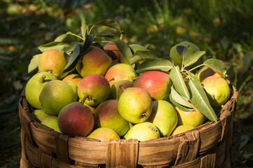 Green and red juicy ripe pears in a wicker basket in the garden on a sunny day. Autumn rich harvest.