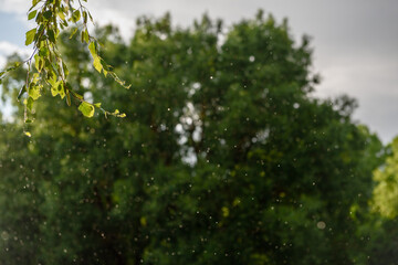 Raindrops close-up on the background of green trees.