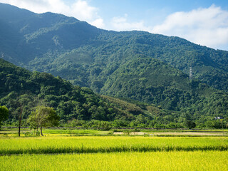 Rice paddies and mist mountains in summer in Hualien, Taiwan.