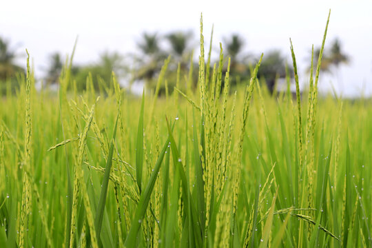 Rice Farming Plant