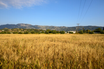 A field of wheat with mountains in the background. Summer idyllic on the Greek island of Kos © vivoo