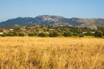 A field of wheat with mountains in the background. Summer idyllic on the Greek island of Kos