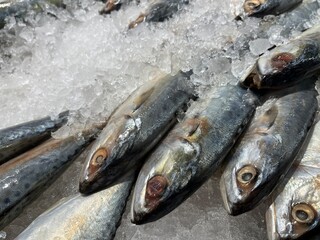 Fresh and raw short mackerel or Rastrelliger Brachysoma Fish on Ice in the supermarket for sale