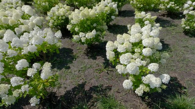 Bushes of cultivated hortensia with white flowers in sunny day