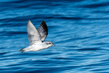 Fairy Prion (Pachyptila turtur) seabird in flight gliding low over wavy ocean, side on view of underwing - Tutukaka, New Zealand