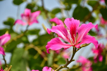 Pink bauhinia, Hong Kong orchids on its tree