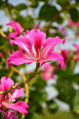 Pink bauhinia, Hong Kong orchids on its tree