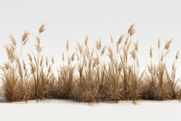Grass and meadows isolated on a white background.