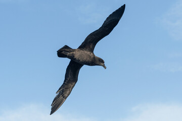 Grey-faced Petrel (Pterodroma macroptera) seabird in flight gliding with view of underwings and sky in background. Tutukaka, New Zealand.