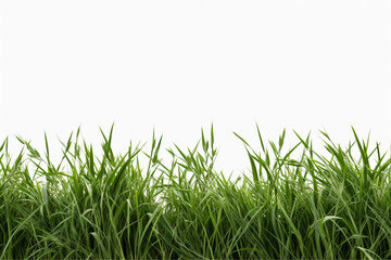 Grass and meadows isolated on a white background.