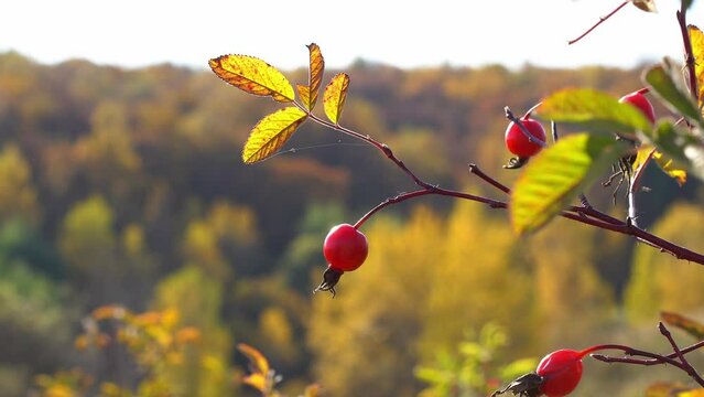 Red rose hip fruits swaying in the wind. Close-up, natural background.