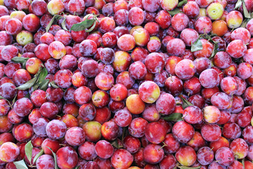 healthy food natural background of fresh ripe plums
