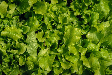 Green lettuce leaves after rain