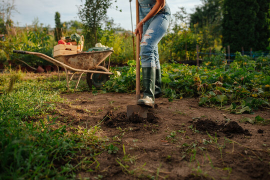 Shot of woman body hoeing the ground in her garden