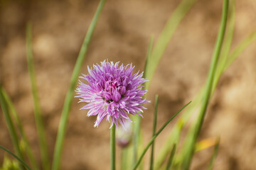 Chives herb purple flower