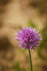 Chives herb purple flower