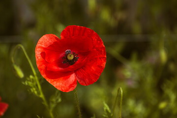 Red poppy flower in garden