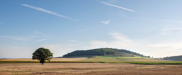 countryside landscape with fields and sunflowers near verdun in the north of france