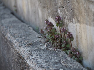 コンクリートの隙間から生える植物