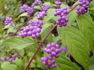 コムラサキの実