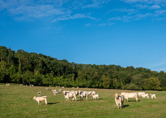 Fototapeta premium beautiful countryside landscape with cows near verdun in the north of france