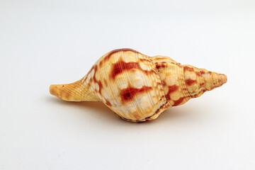Closeup of shell on white background